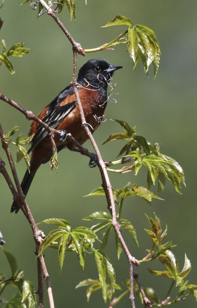 My FOS Orchard Oriole at Winding Waters Trail, 5/11/14. 
