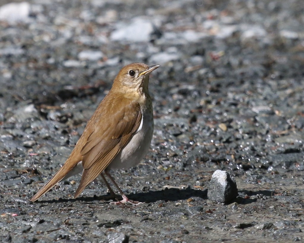 While birding the Orchard, this Veery was kind enough to land in the middle of the road. Bashakill WMA, 5/17/14.