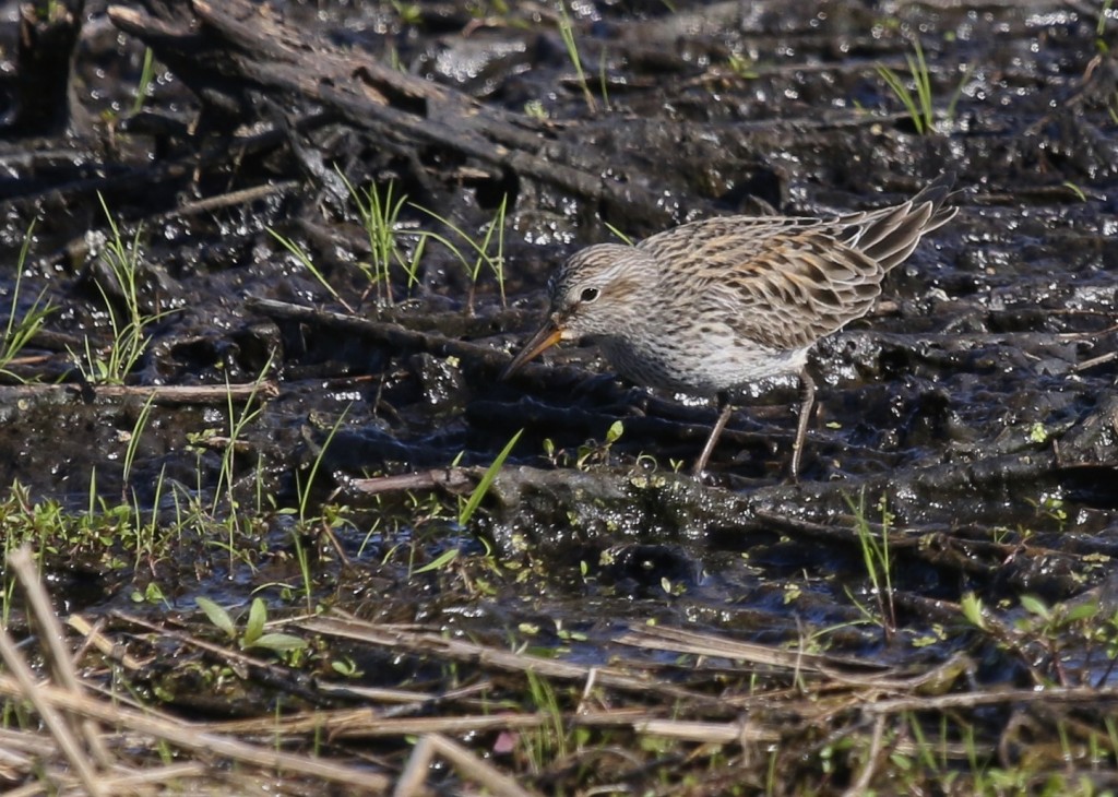 White-rumped Sandpiper at the Liberty Loop, Wallkill River NWR, 5/19/14. 