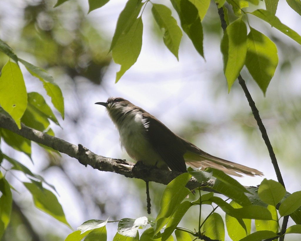 Black-billed Cuckoo at Goose Pond Mountain State Park, 5/24/14.