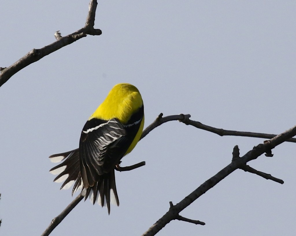 American Goldfinch showing off at Wallkill River NWR, 5/24/14.