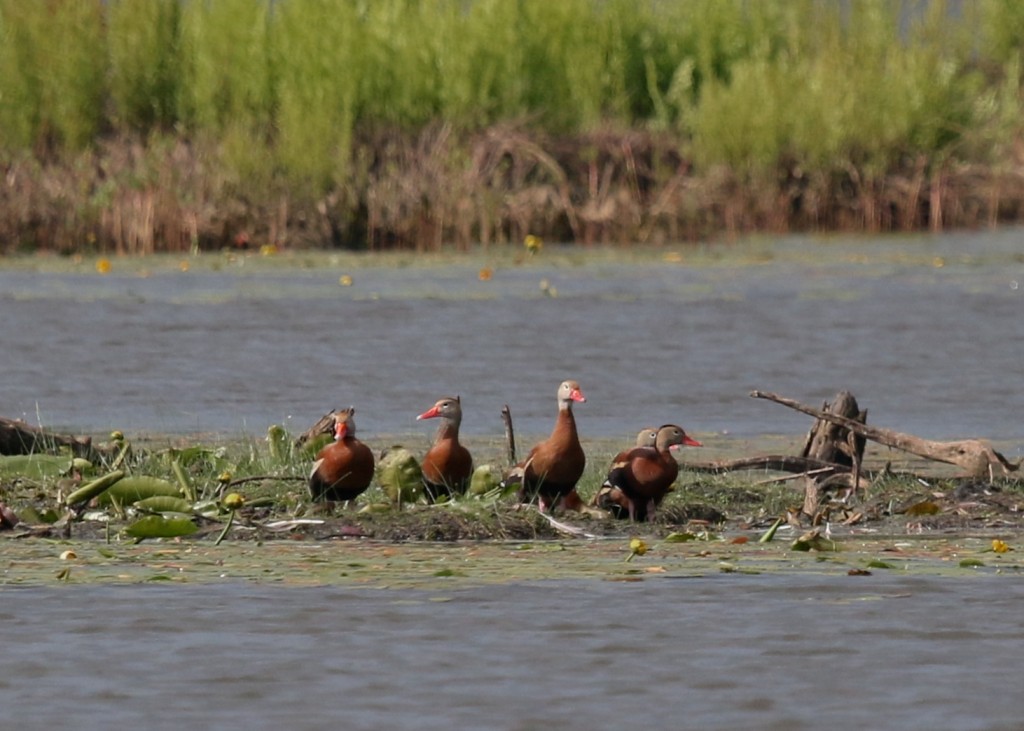 Six Black-bellied Whistling Ducks at Morningside Park in Sullivan County, 6/24/14. 