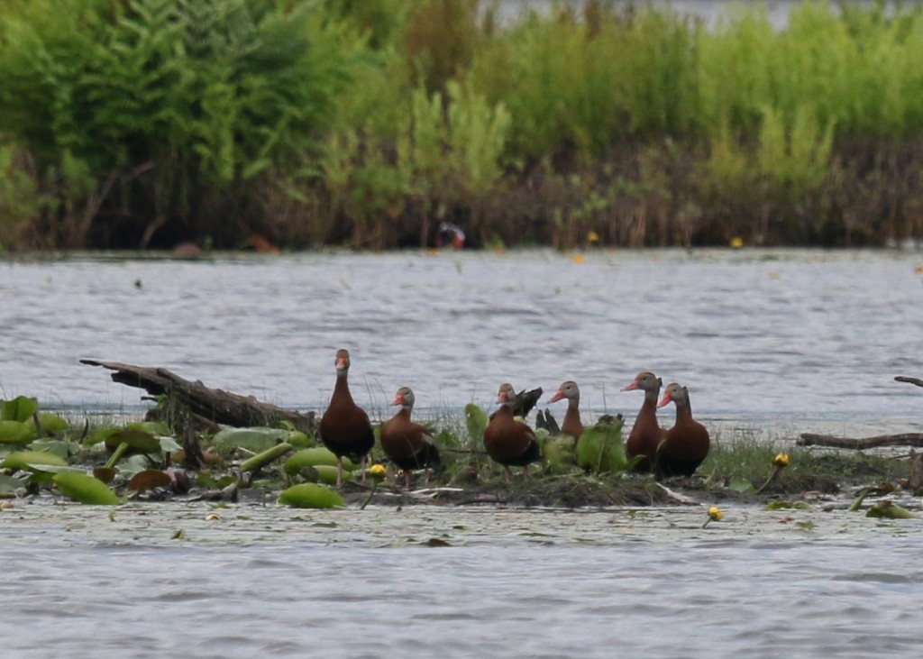 A better look at all six Black-bellied Whistling-Ducks. Morningside Park 6/24/14. 