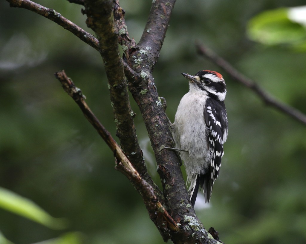 This Downy Woodpecker was in the same tree as the young Red-bellied. Wallkill River NWR, 7/4/14. 