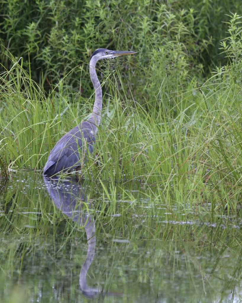 I feel like I am getting very few opportunities to shoot Great Blue Herons this year. Wallkill River NWR, 7/4/14. 