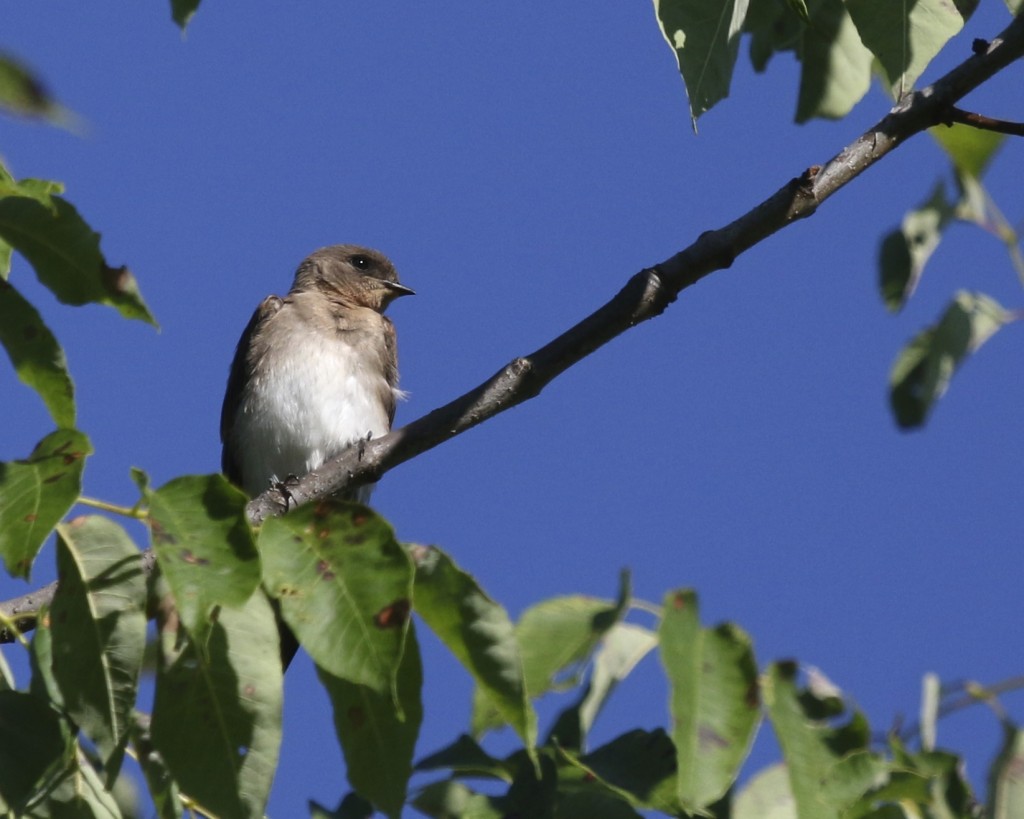 One more shot of a young Northern Rough-winged Swallow, 6 1/2 Station Road Sanctuary, 7/6/14.