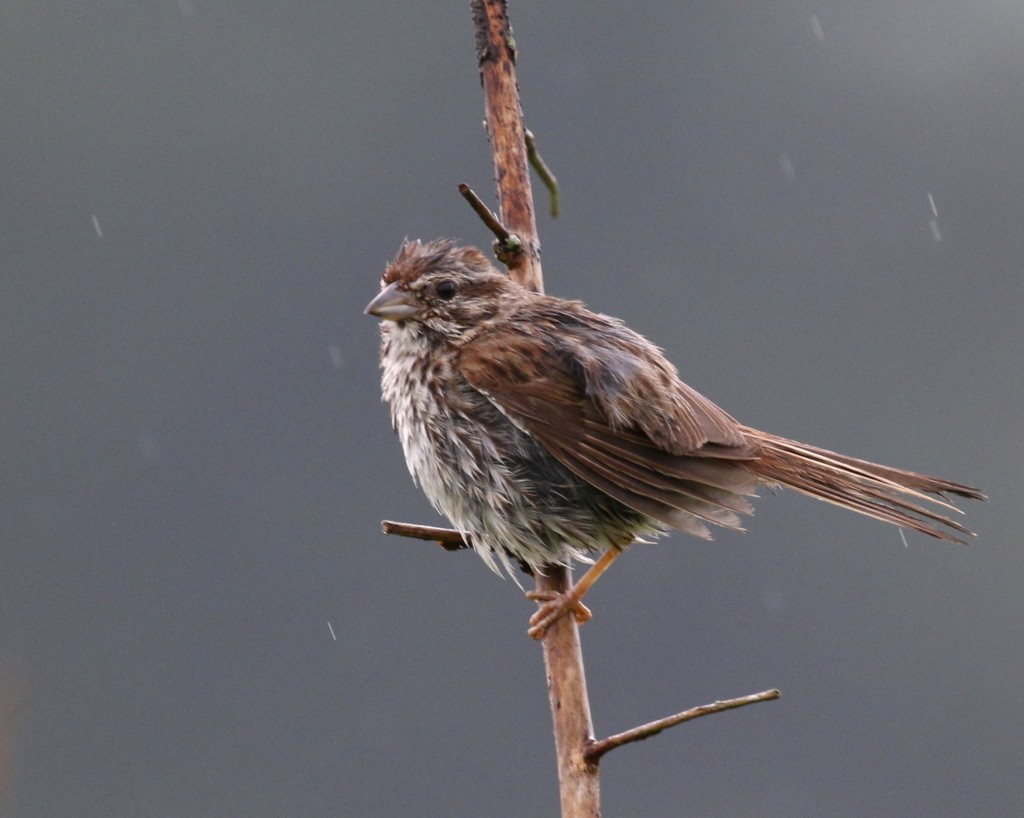 I think this is a young, wet Song Sparrow. Wallkill River NWR, 7/14/14. 