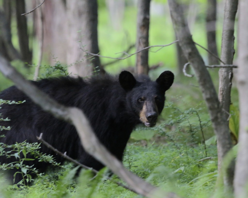 The first bear we saw was relatively small, presumably a young bear. 