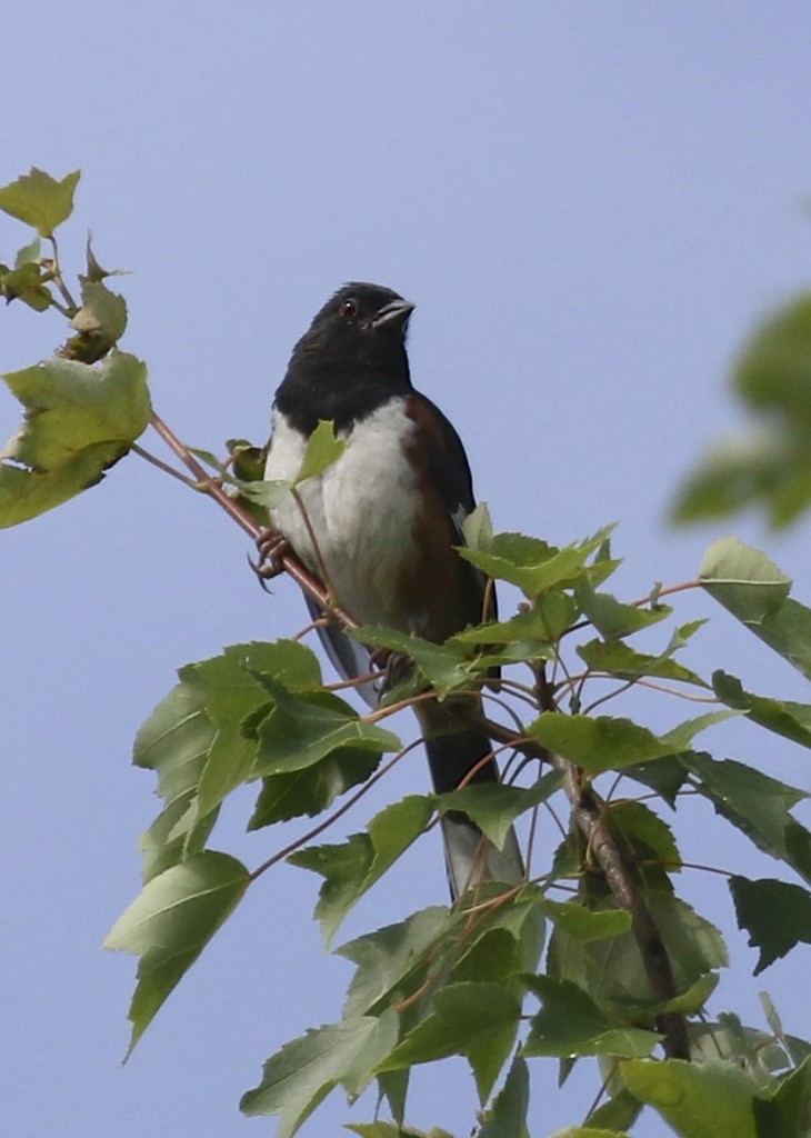 Eastern Towhee in the tree tops at Stewart Forest, 7/20/14.