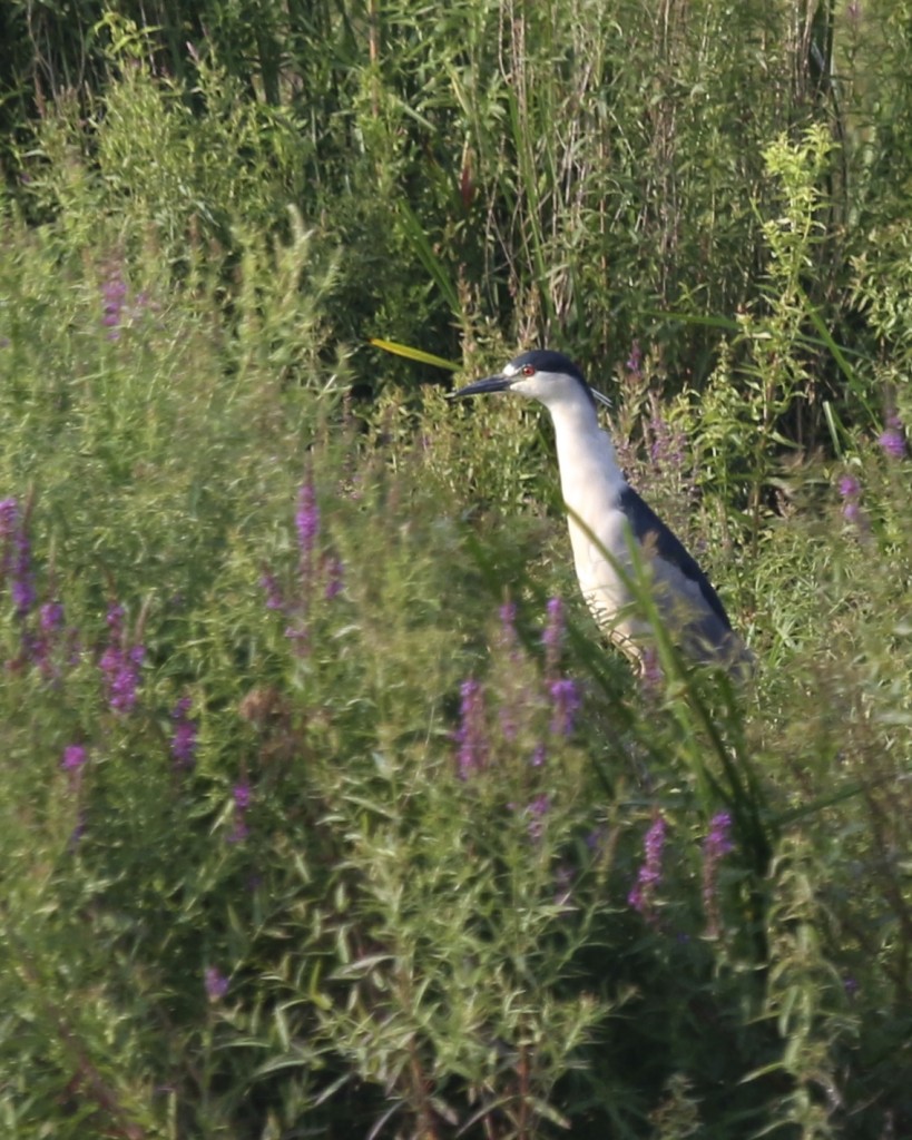 My FOS in Orange County Black-crowned Night Heron. Wallkill River NWR, 7/21/14. 