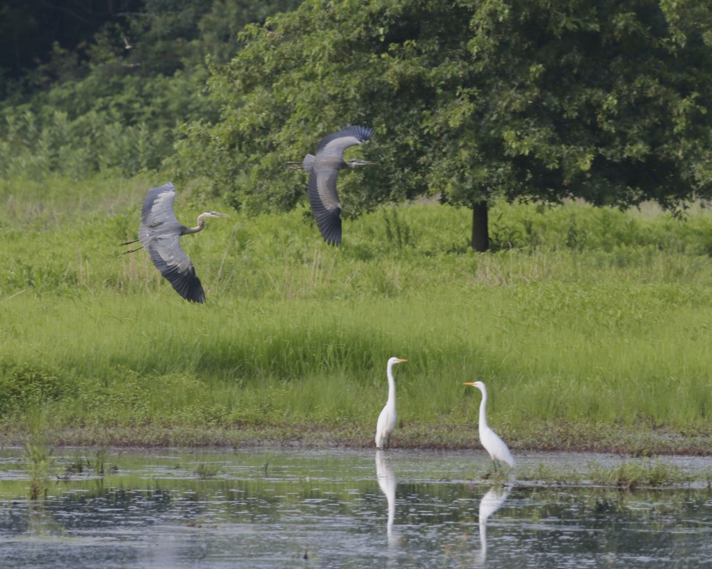 Deuces wild! Two Great Blue Herons fly over two Great Egrets. Wallkill River NWR, 7/21/14.