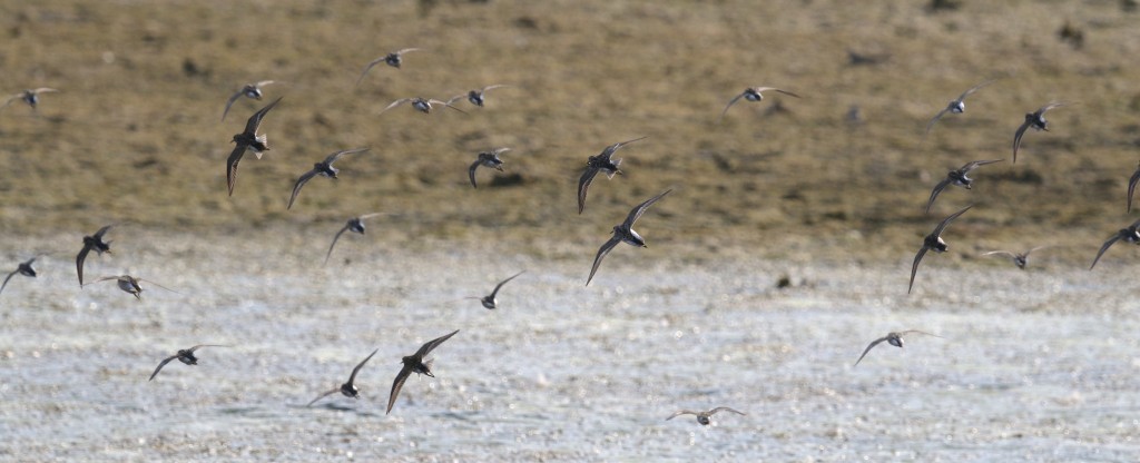 Least Sandpipers in flight at the Liberty Loop this afternoon, 7/23/14.