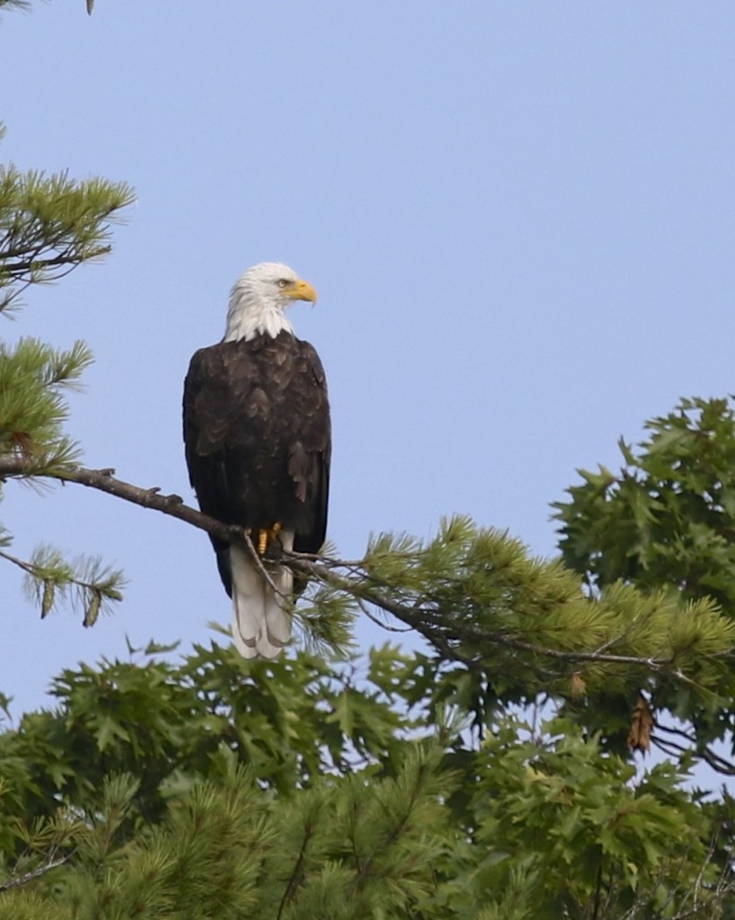 Adult Bald Eagle, kayaking in Cundy's Harbor ME, 8/6/14. 