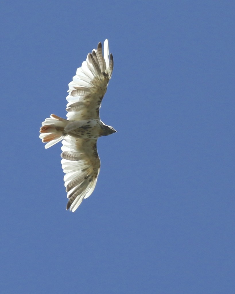 Leucistic Red-tailed Hawk in Warwick NY, 8/29/14.