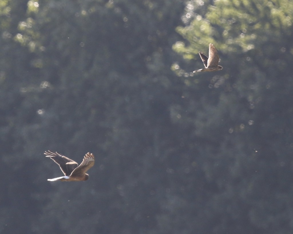 A distant look at a Northern Harrier and what I believe is a Merlin. At first I though Peregrine, but the bird seemed too small. Wallkill River NWR, 8/29/14.