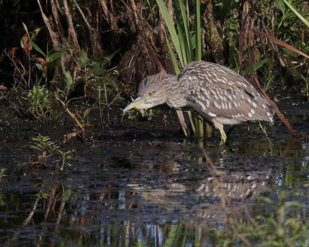 A fluffed up BCNH at Wallkill River NWR, 8/29/14.