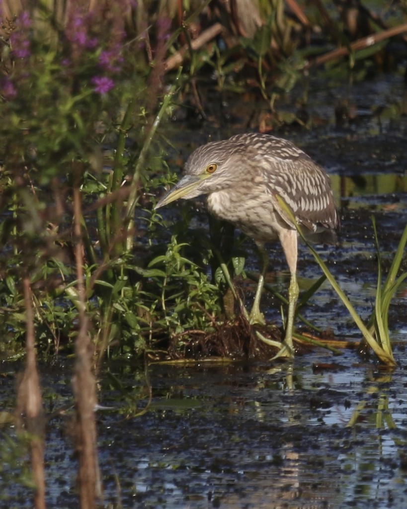 BCNH at Wallkill River NWR, 8/29/14.