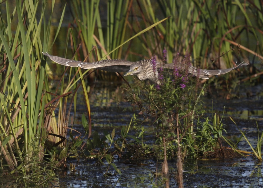 I'm not sure how this bird stayed in focus. BCNH through the vegetation, Wallkill River NWR, 8/29/14..