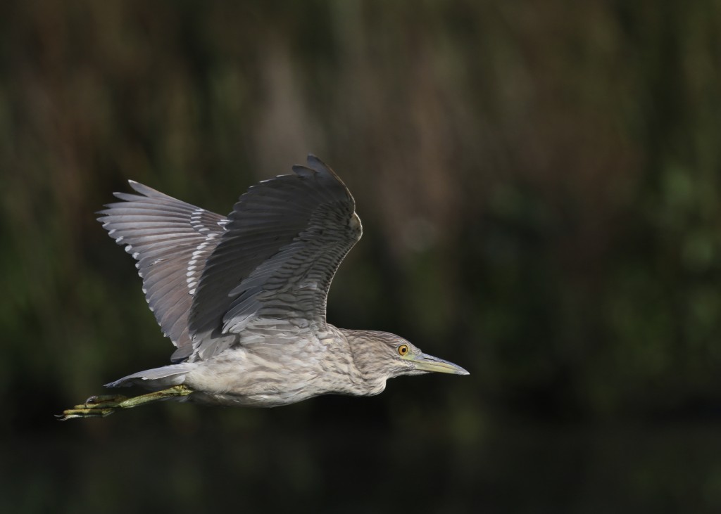 Black-crowned Night-Heron in flight. One of four located at the Wallkill River National Wildlife Refuge, 8/29/14.