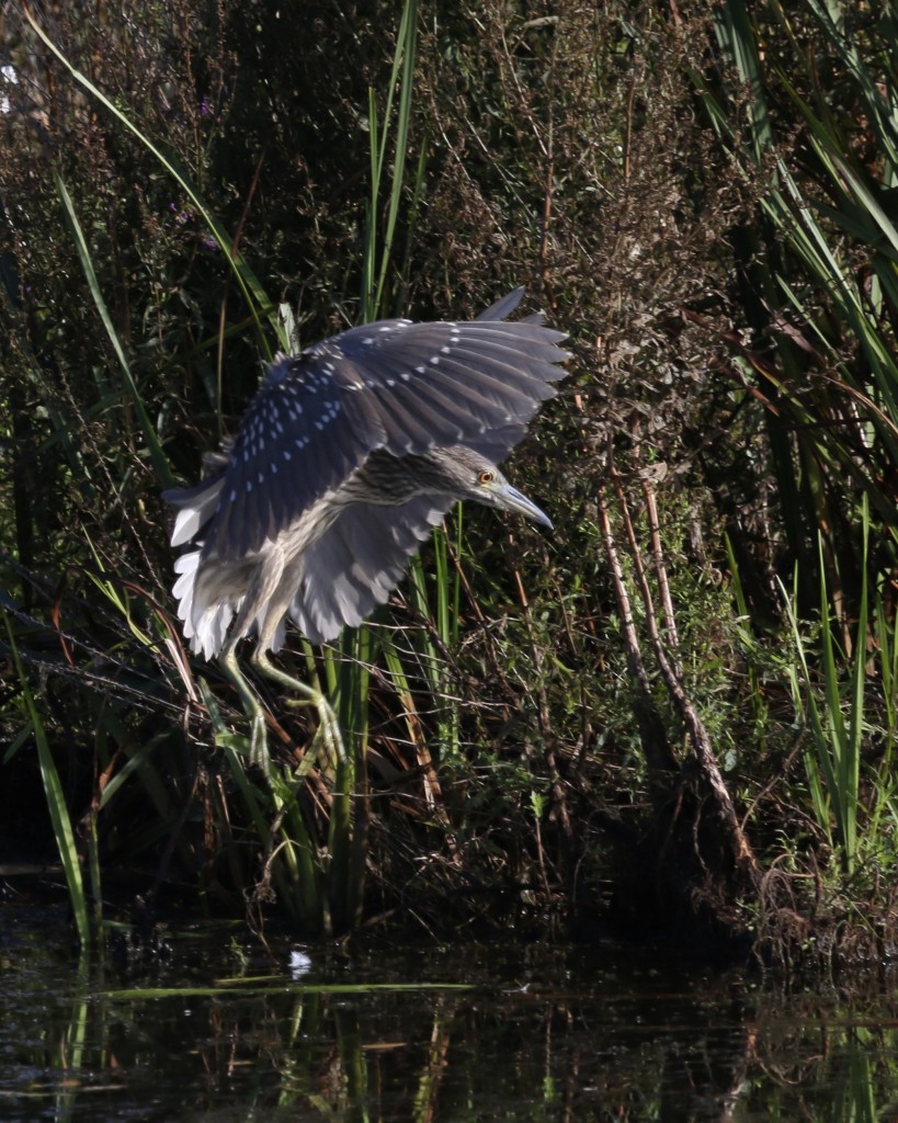 A Black-crowned Night-Heron shifts position. Wallkill River NWR, 8/29/14.