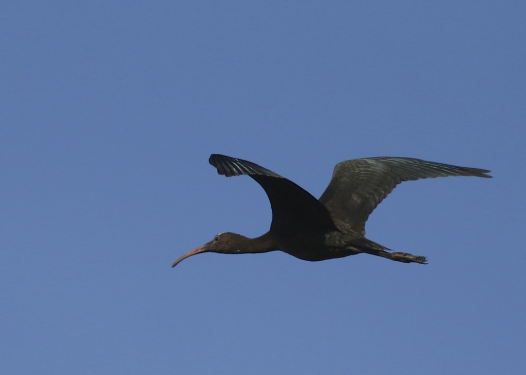 Glossy Ibis flyover, Wallkill River NWR, 8/29/14.