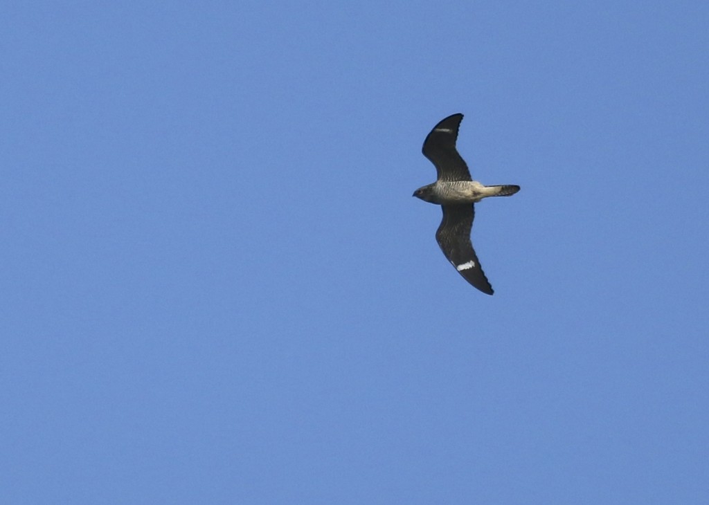 This was an exciting bird to see - it had been a couple of years since my last Common Nighthawk. Wallkill River NWR, 8/29/14.