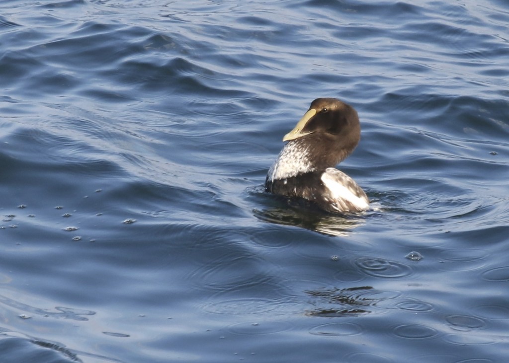 We saw this Common Eider from the Shore Path at Bar Harbor, Maine 726/14.