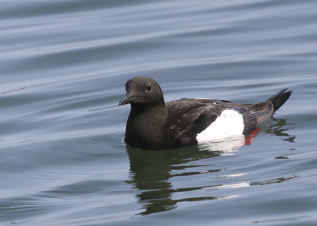 I was happy to discover this Black Guillemot so close to the shore while we where having a delicious meal at Thurston's Lobster Pound in Bernard, Maine 7/31/14.