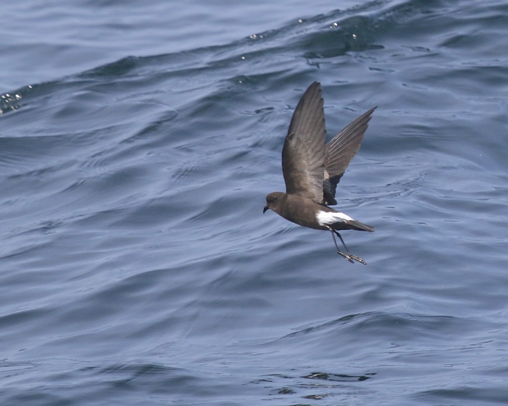I was really pleased to get a shot of a Wilson's Storm-Petrel. We saw many while we were out but they were typically distant and they move very quickly along the water. Whale Watching Tour off of Bar Harbor ME, 8/1/14.
