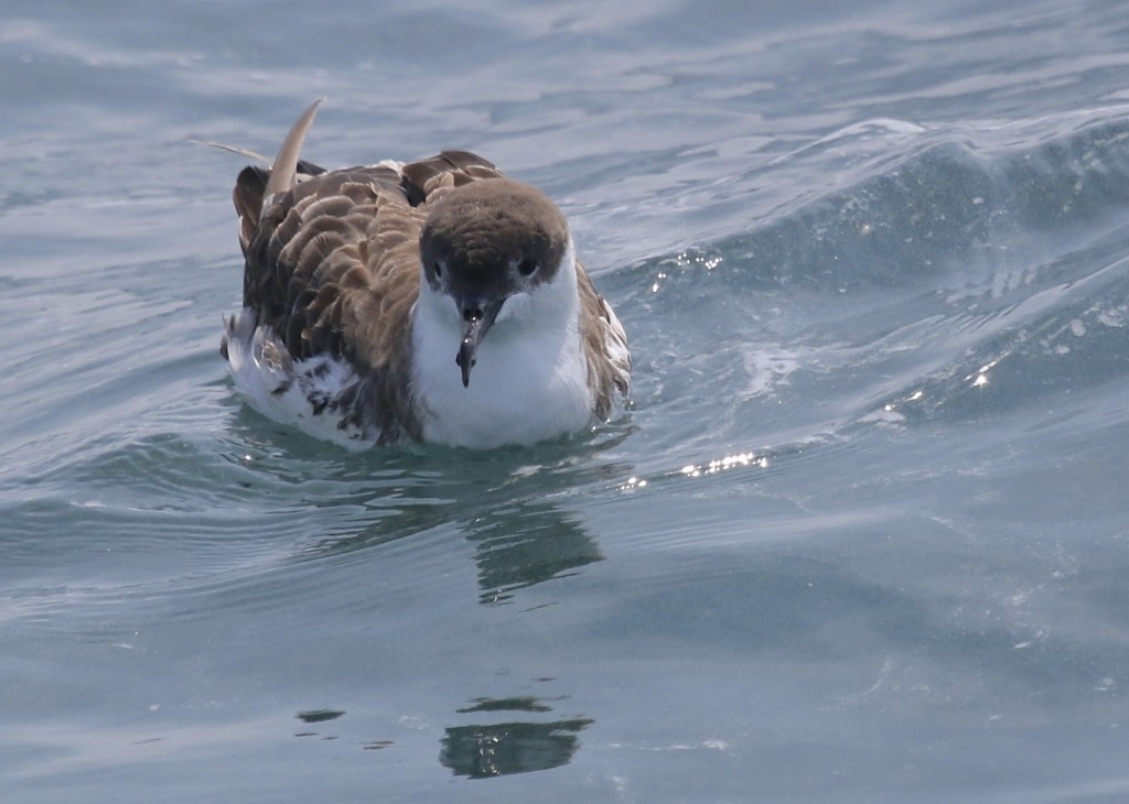 A close up look at one of the Great Shearwaters,Whale Watching Tour off of Bar Harbor ME, 8/1/14.