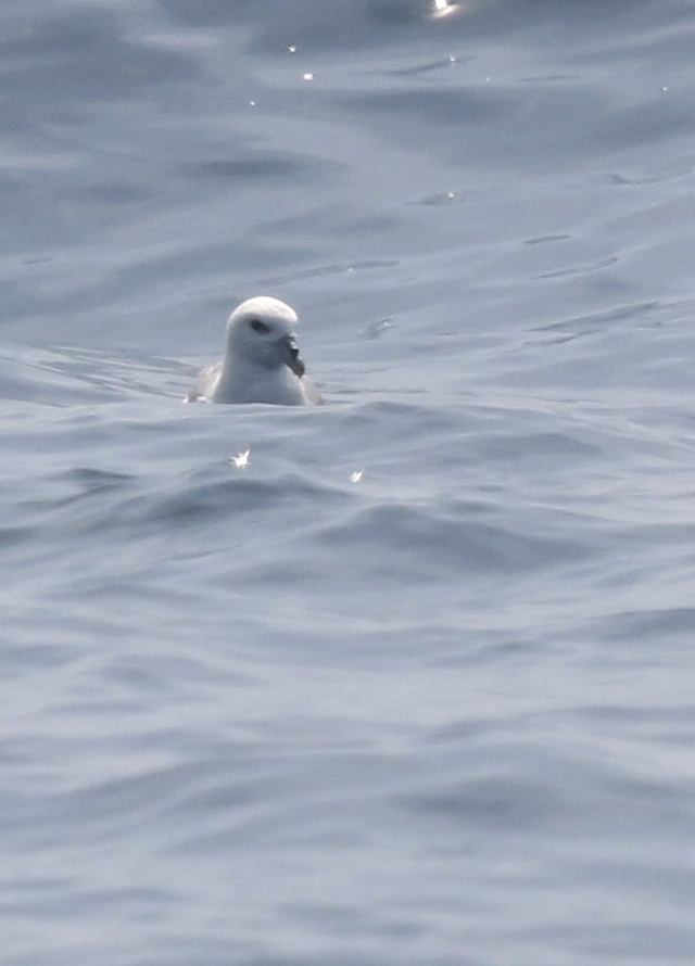 I have this as a Northern Fulmar, mostly because of the dark smudge around the eye. Whale Watching Tour off of Bar Harbor, 8/1/14.