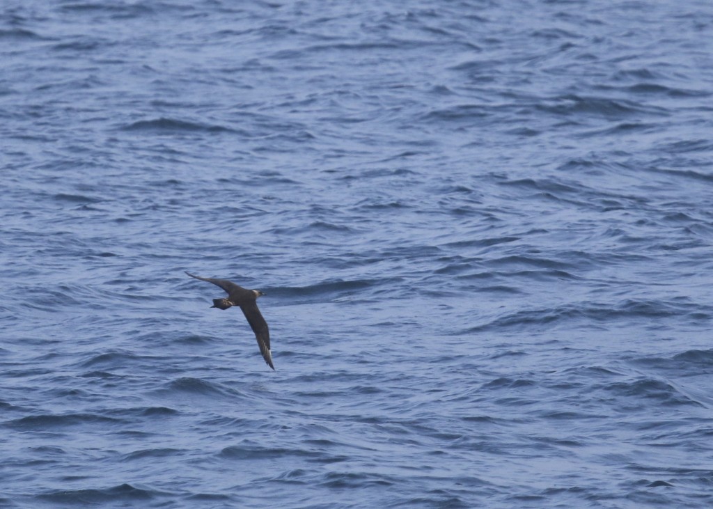 On our way out to the island, we had a pair of Parasitic Jaegers chasing a Tern, presumably trying to steal a meal. I wish I had done better with photos, but at least this shot shows the diagnostic pointed feather at the center of the tail. Puffin Watch, New Harbor to Eastern Egg Rock ME,  8/4/14. 