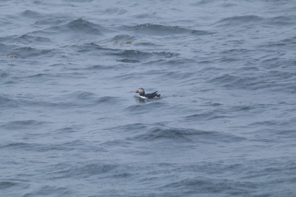 On our way out to the island, we had a pair of Parasitic Jaegers chasing a Tern, presumably trying to steal a meal. I wish I had done better with photos, but at least this shot shows the diagnostic pointed feather at the center of the tail. Puffin Watch, New Harbor to Eastern Egg Rock, 8/4/14. 