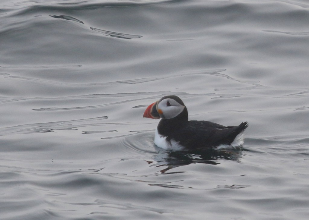 A more foggy look at an Atlantic Puffin, Eastern Egg Rock Island ME, 8/4/14.