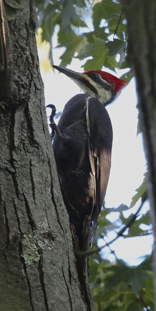 I finally got a shot of one of my photo-nemisis birds - Pileated Woodpecker at 6 1/2 Station Road Sanctuary, 9/18/14.