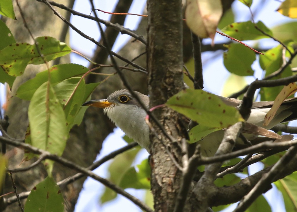 This Yellow-billed Cuckoo made my morning. 6 1/2 Station Road Sanctuary, 9/21/14. 