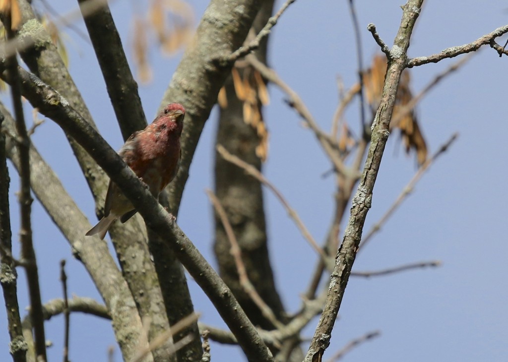 A little more distant look at the male Purple Finch at 6 1/2 Station Road Sanctuary, 9/21/14.
