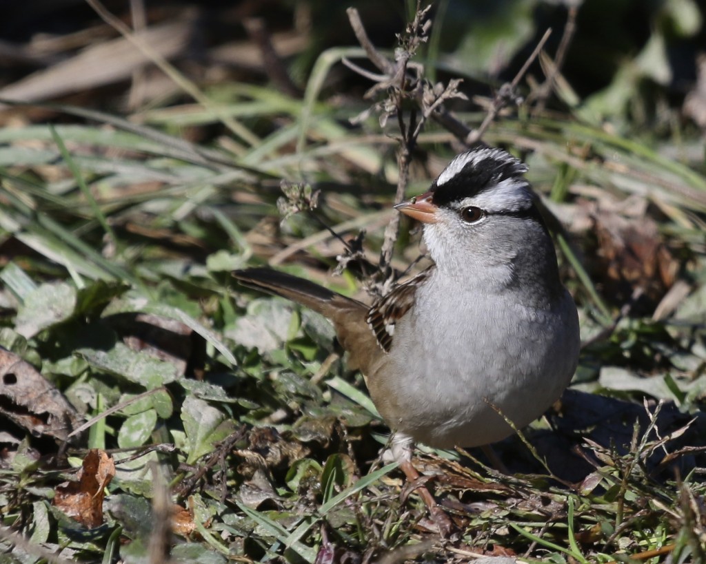 White-crowned Sparrow on Haven Road at the Bashakill WMA, 10/12/14. 