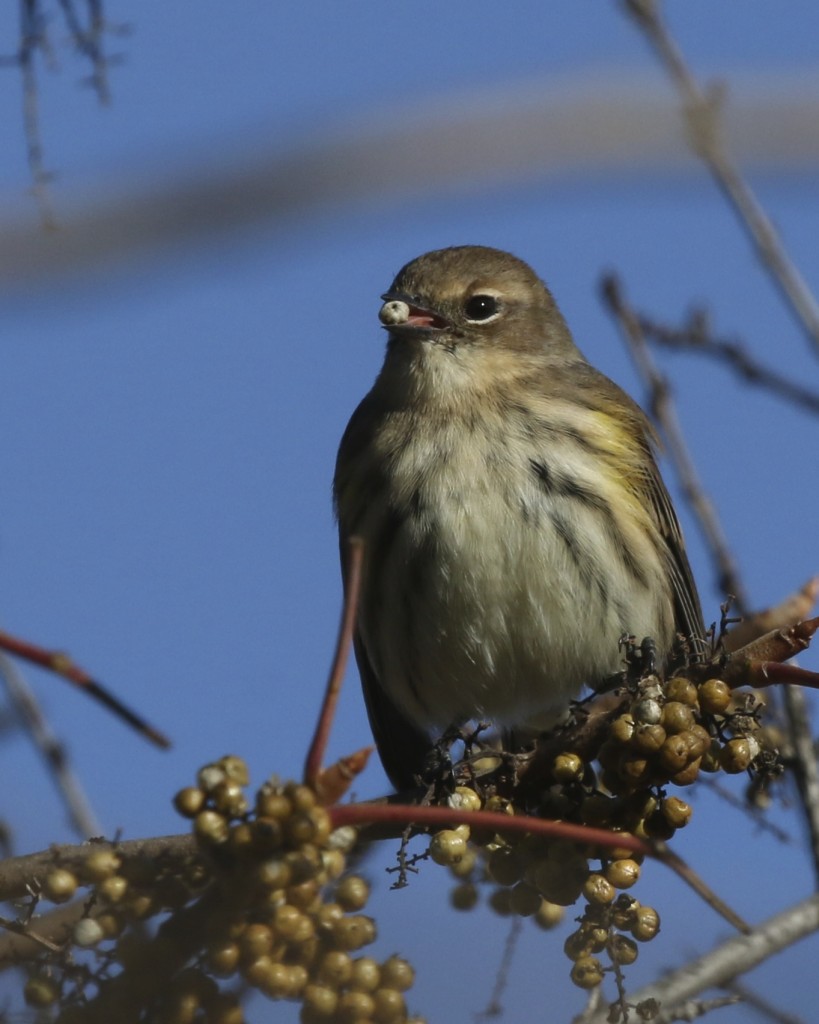 Yellow-rumped Warbler at 6 1/2 Station Road Sanctuary, 10/19/14. 