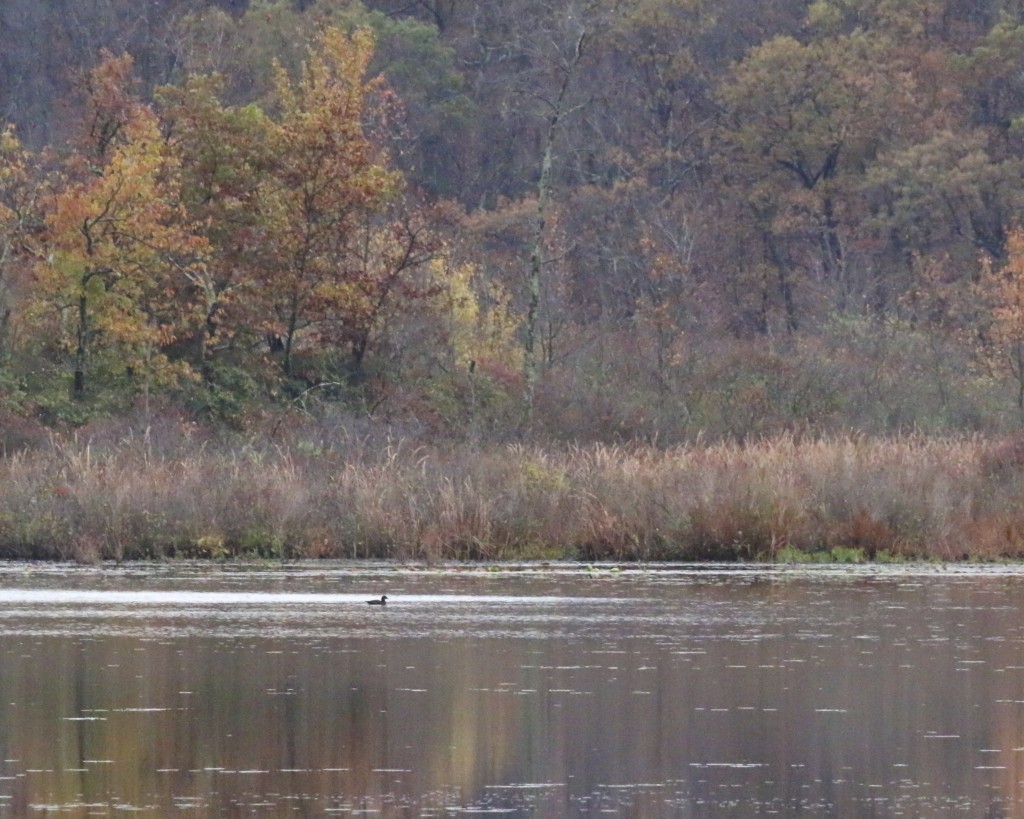 White-winged Scoter at Glenmere Lake, 10/23/14. 