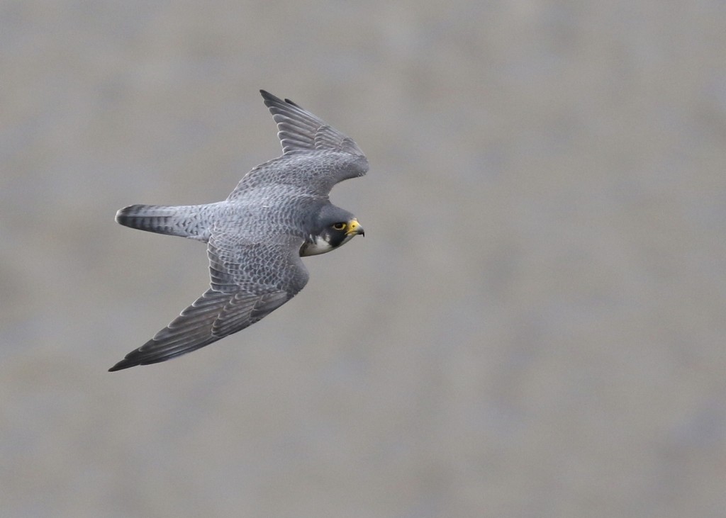 One of the resident Peregrine Falcons at State Line Hawk Watch, 10/26/14.