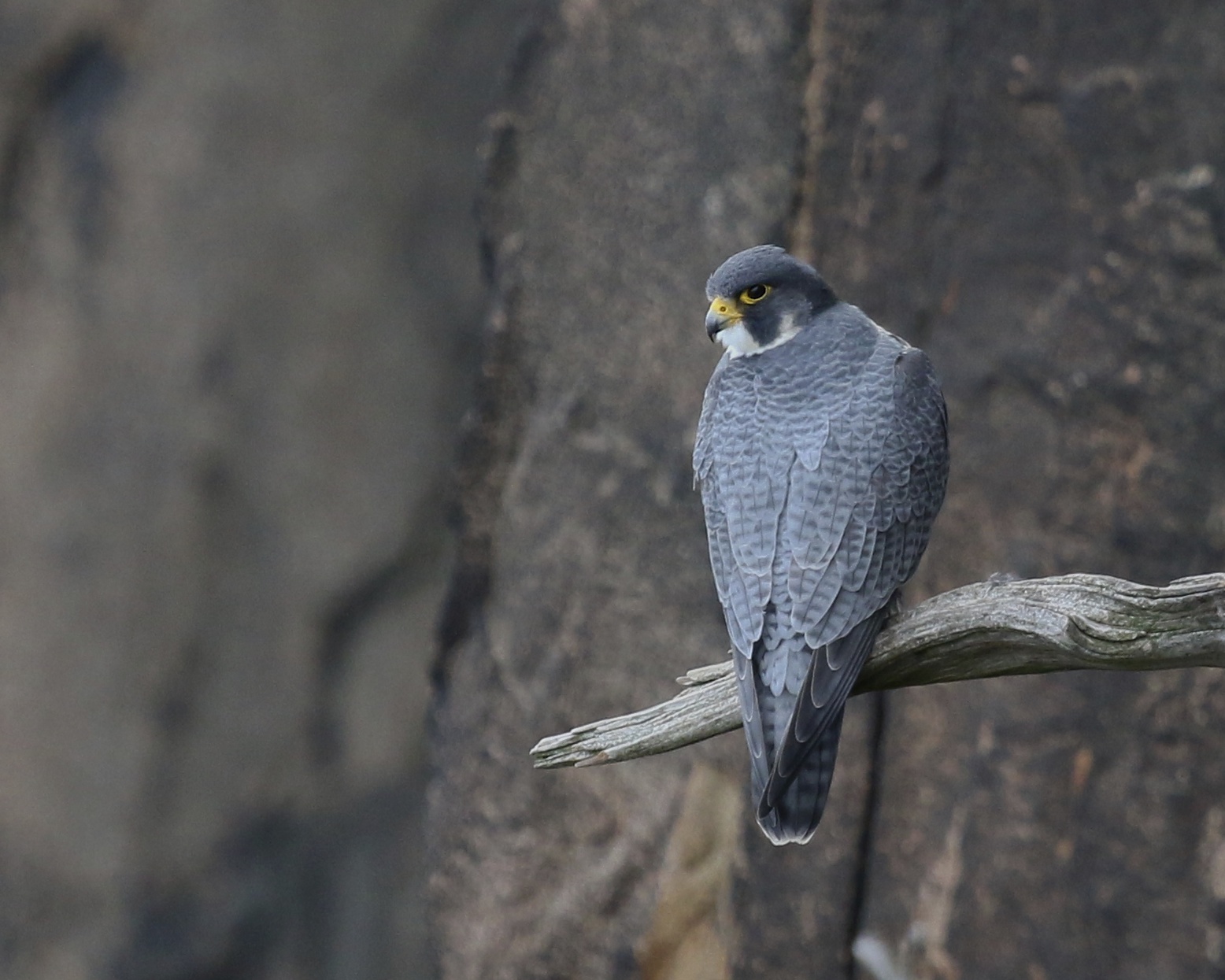 A perched Peregrine Falcon at State Line Hawk Watch, 10/26/14.