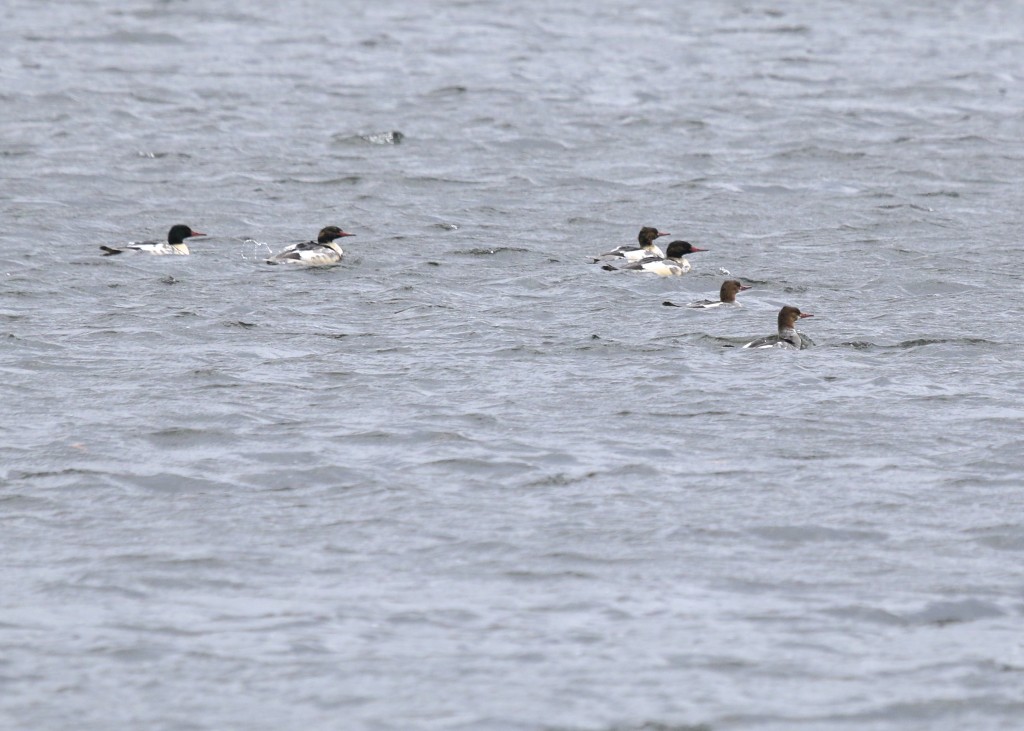 We had many Common Merganser for the day. These were taken at Swan Lake, 11/02/14. 