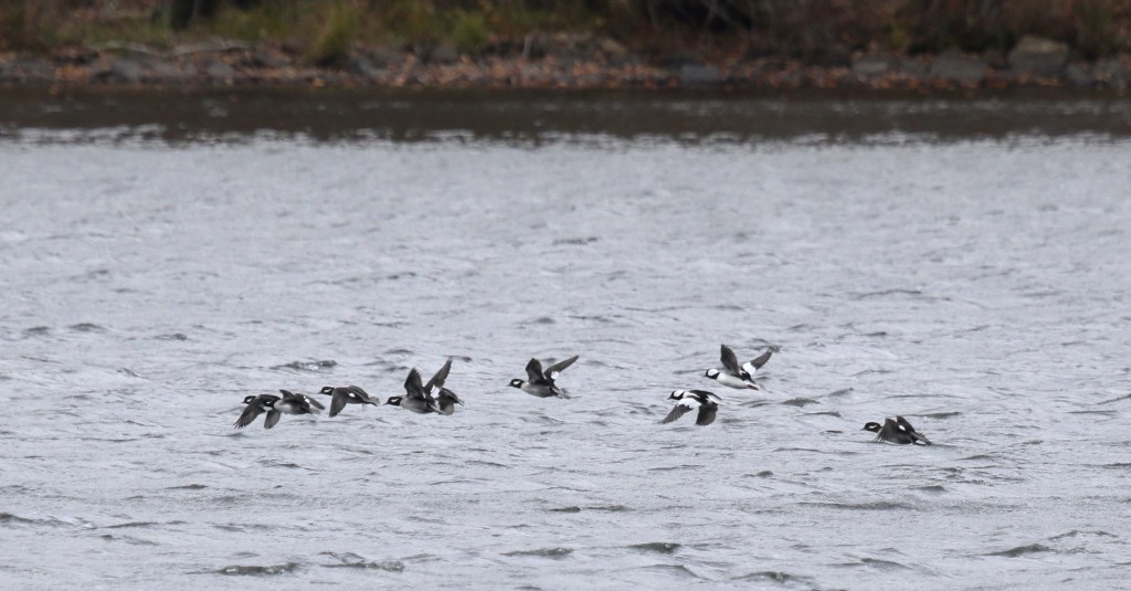 It was really great to see the Bufflehead, it had been a while! Taking off at Swan Lake, 11/02/14. 