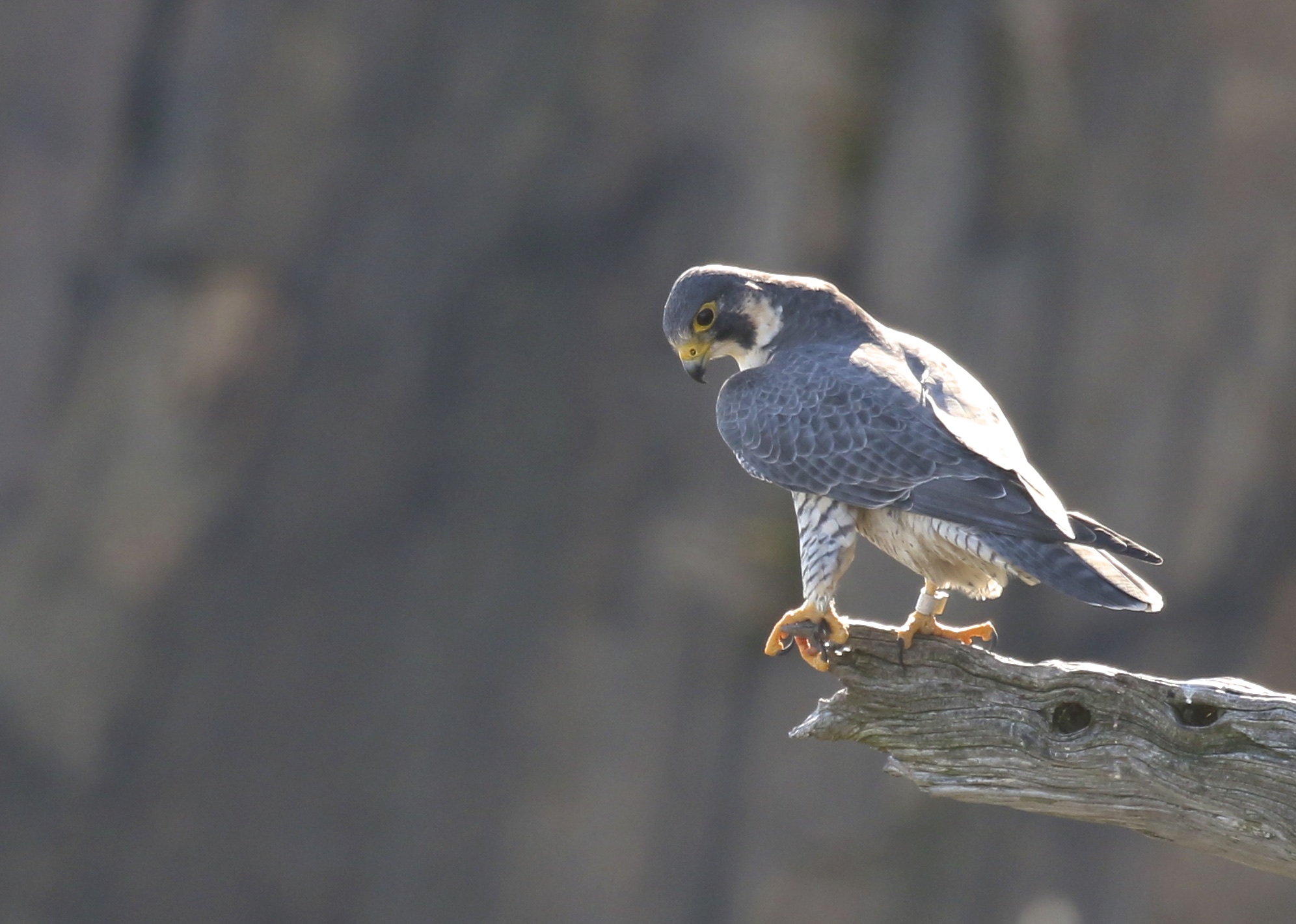 I believe that this is the local female Peregrine Falcon, at the "perch". State Line Hawk Watch, 11/4/14. 