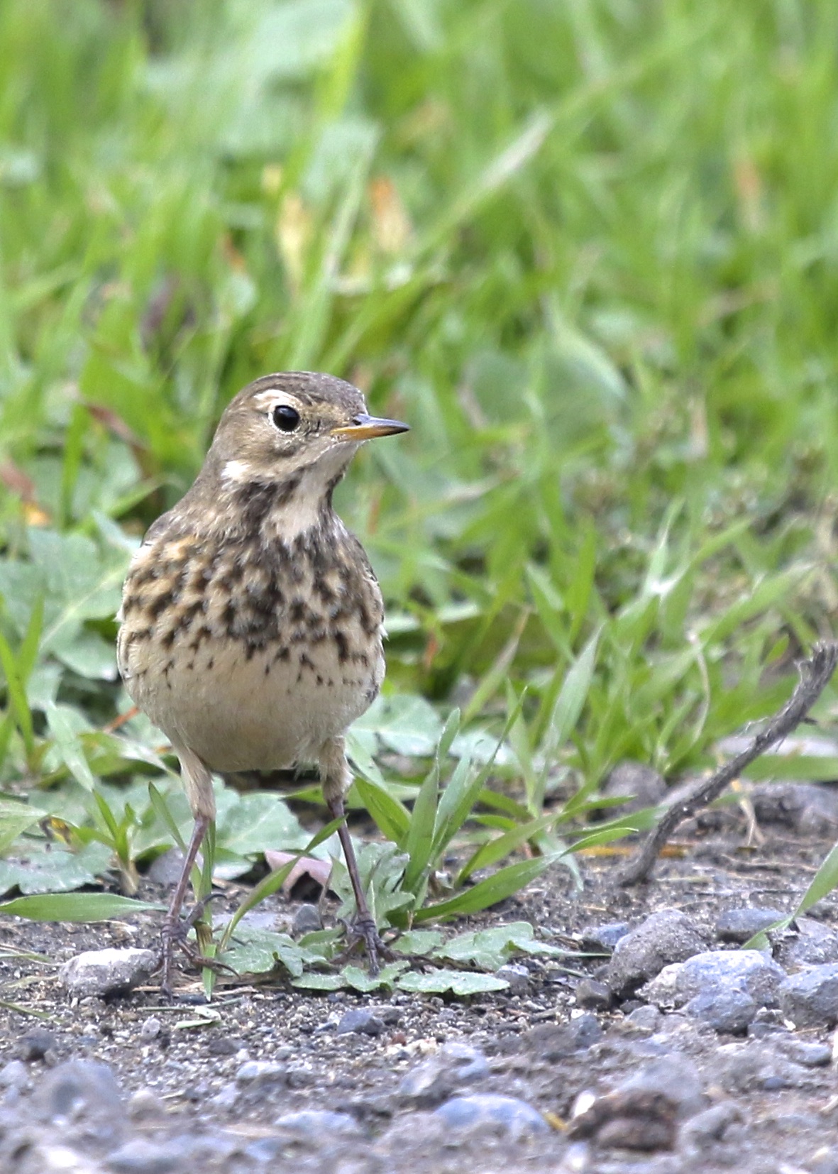 An American Pipit stands at attention, Black Dirt Region, Orange County NY, 11/09/14. 