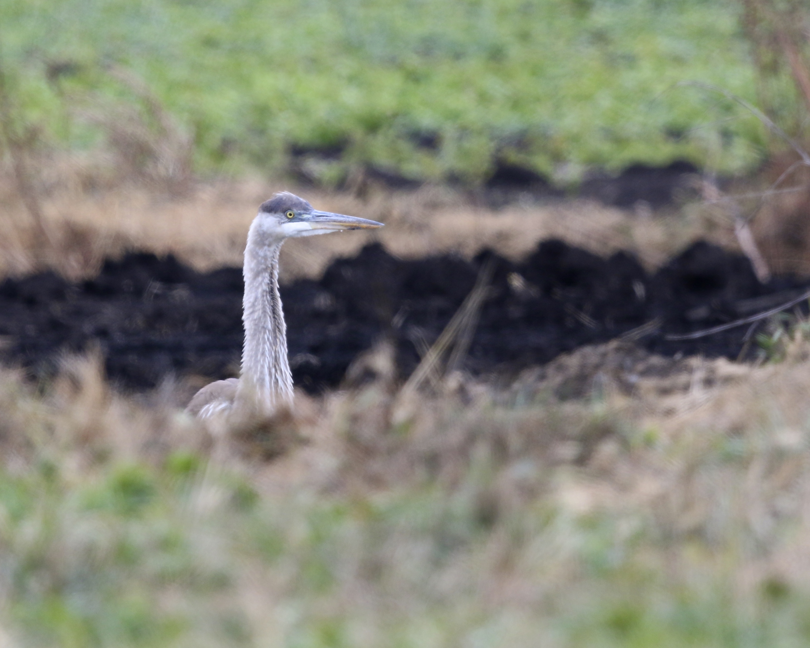 I enjoy seeing a Great Blue Heron in the black dirt. This one is peering over an embankment. Missionland Road, 11/16/14. 