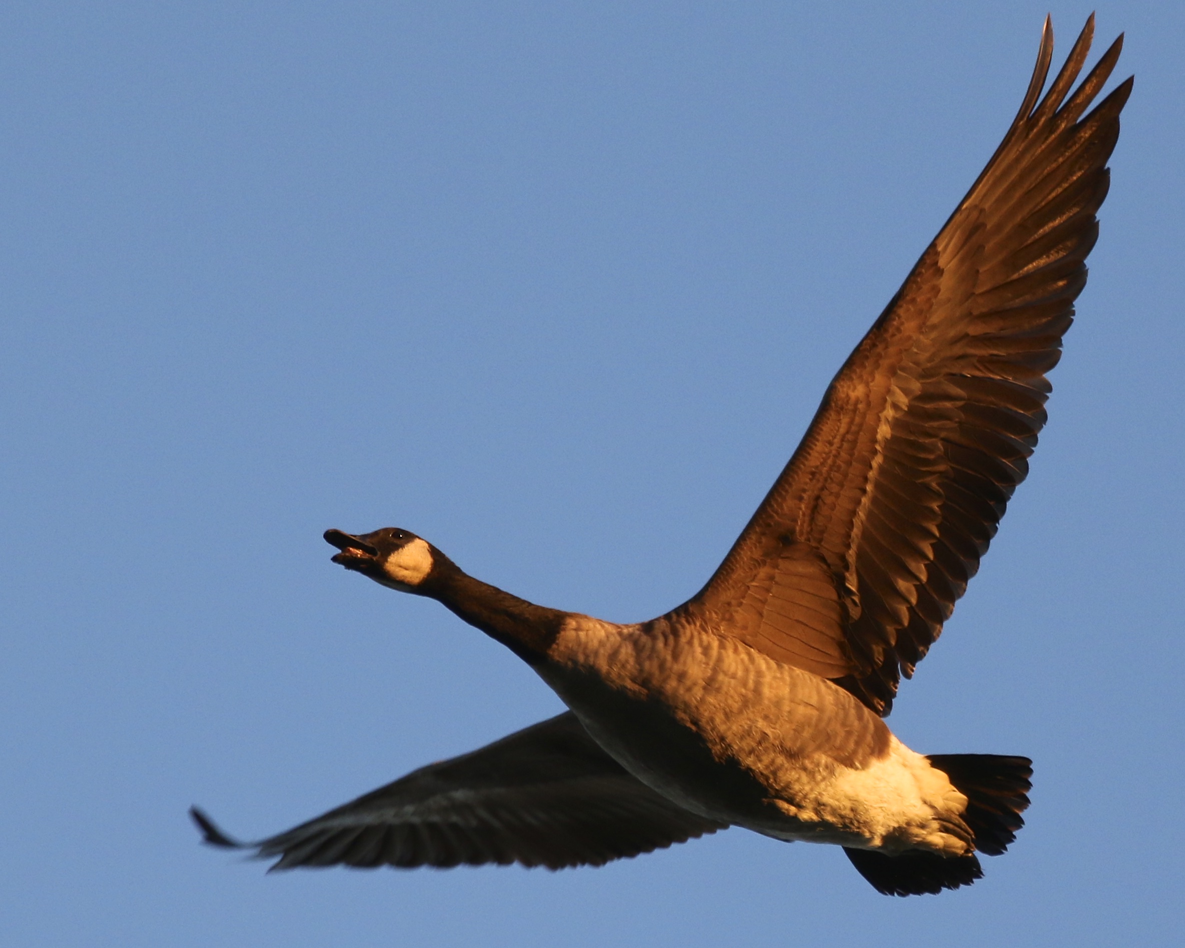 A flying, calling Canada Goose comes in for a landing. Black Dirt Region, 11/18/14. 
