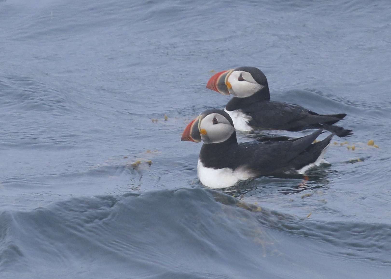 A pair of Atlantic Puffins