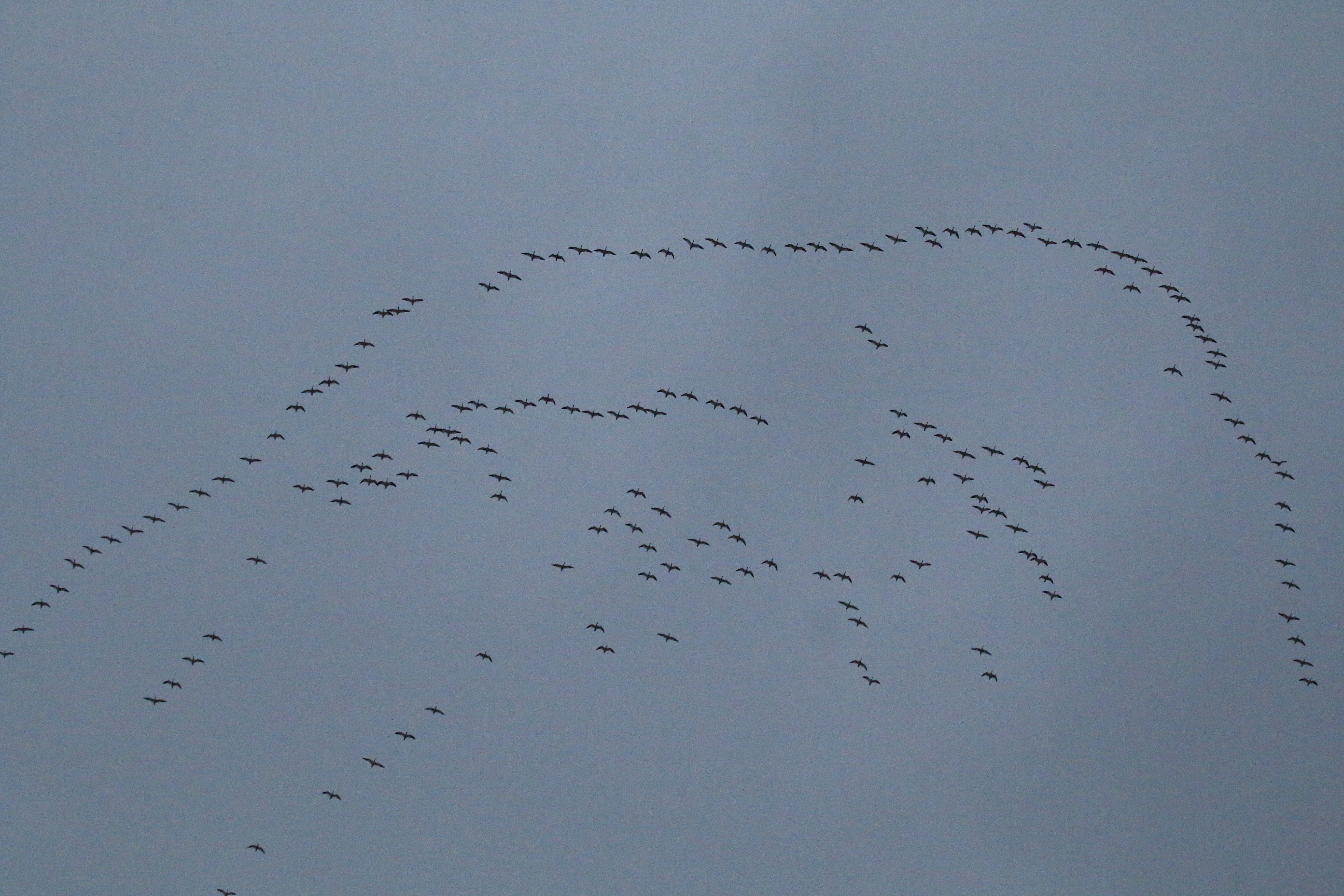 A large skein of Snow Geese flies over the Black Dirt Region, Orange County NY, 12/12/14. 